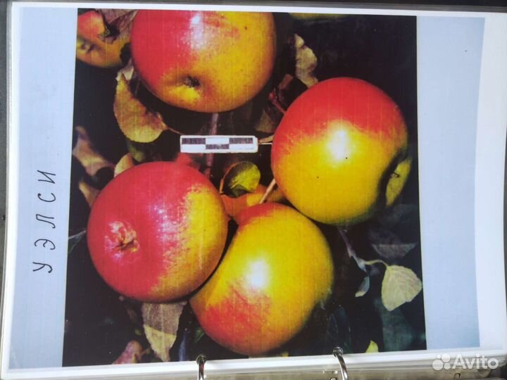 Продаю саженцы