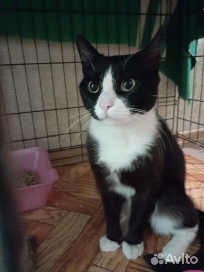 Красавчик Лаки