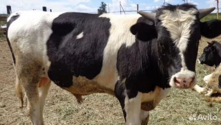 Бык на племя