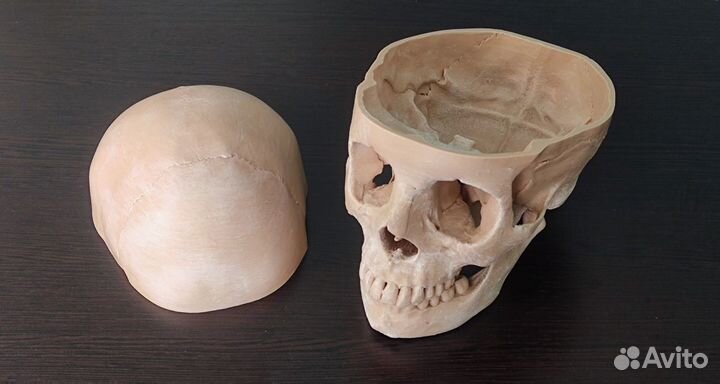 Анатомический череп человека