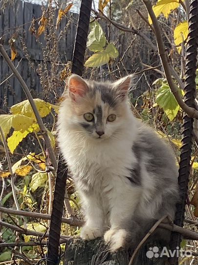 Пушистые котята