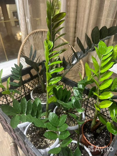 Замиокулькас и черный равен цветы