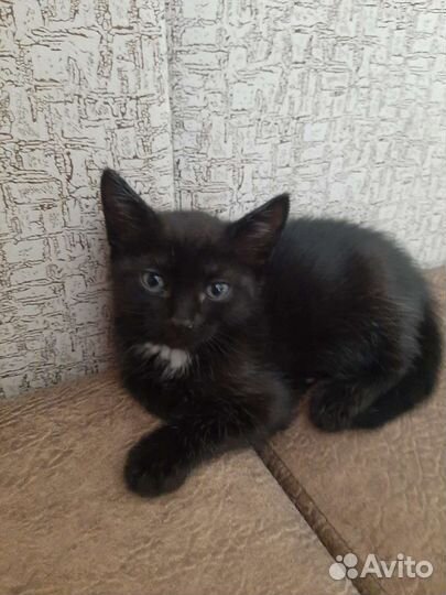 Котята в добрые руки бесплатно