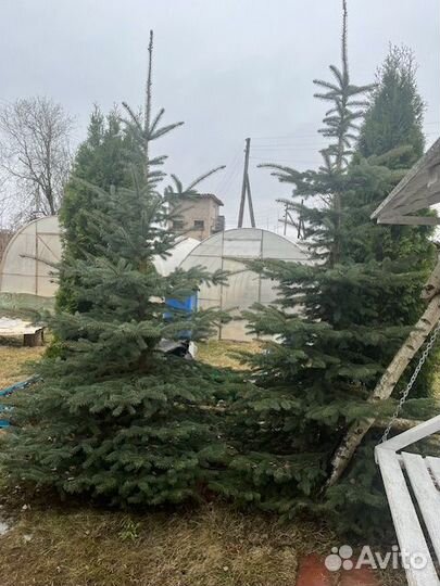 Ель голубая крупномер 3 метра