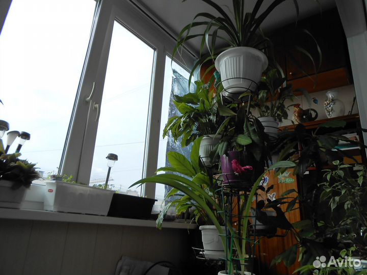 Комнатные цветы