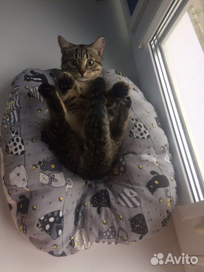 Отдам кошку в хорошие руки