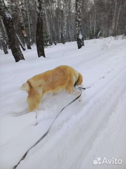 Вязка Алабай(сао)