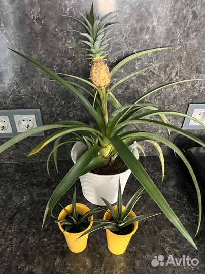 Ананас Амиго