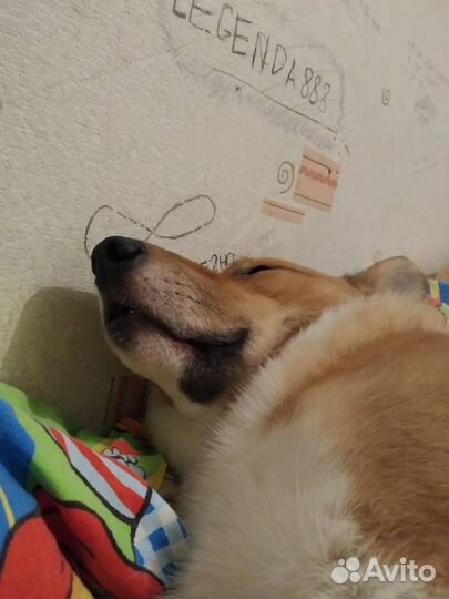 Собака в добрые руки