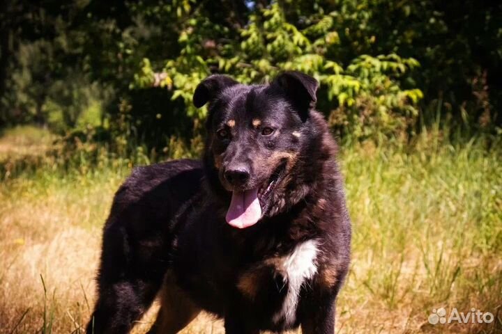 Спасите красотку из приюта