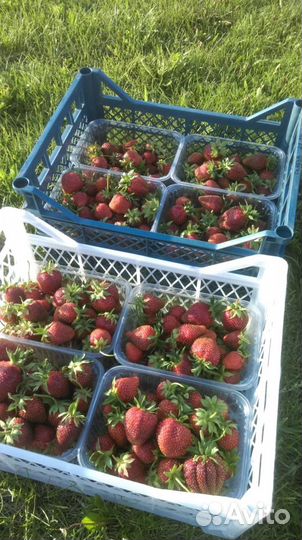 Саженцы клубники(земляники садовой крупноплодной)