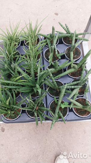 Сансевиерия сортовая, сансы, цветы тещин язык