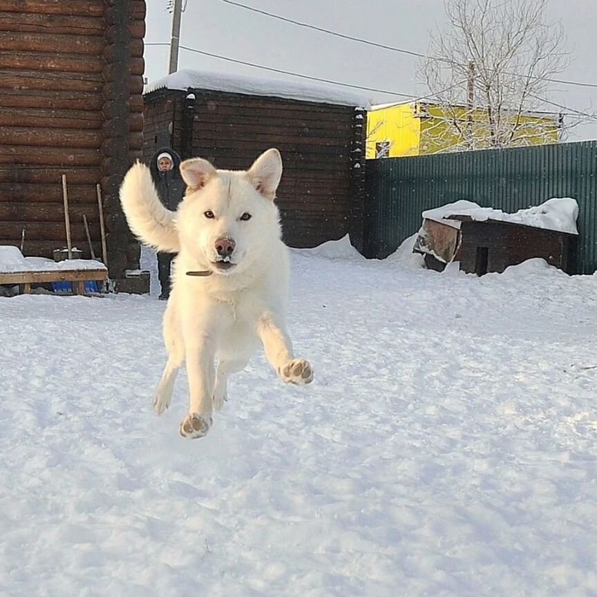 Ищет дом замечательный пёс