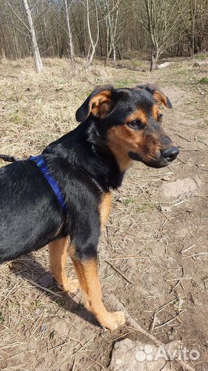 Красивый мальчик, некрупный метис