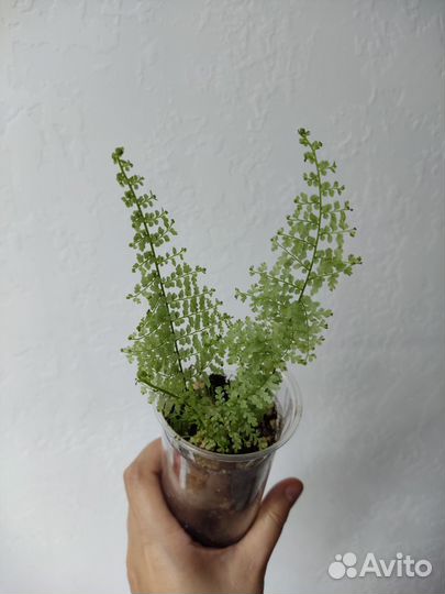 Нефролепис