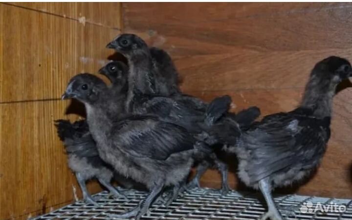 Цыплята брама