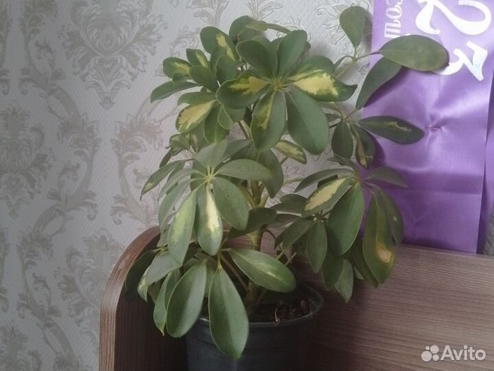Денежное дерево толстянка
