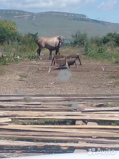 Лошадь полутяж