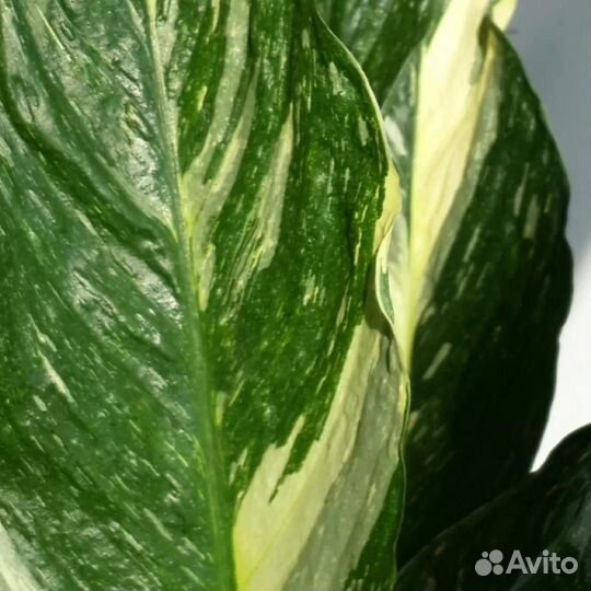 Спатифиллум 