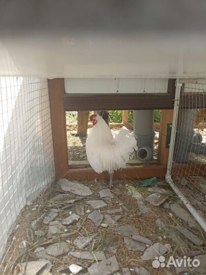 Карликовые декоративные курочки