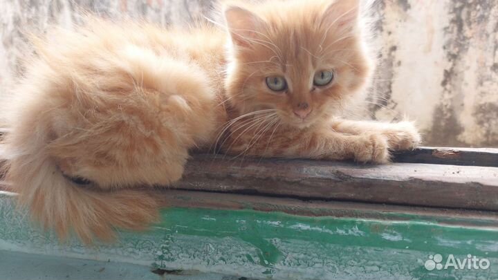 Кошка ищет новый дом