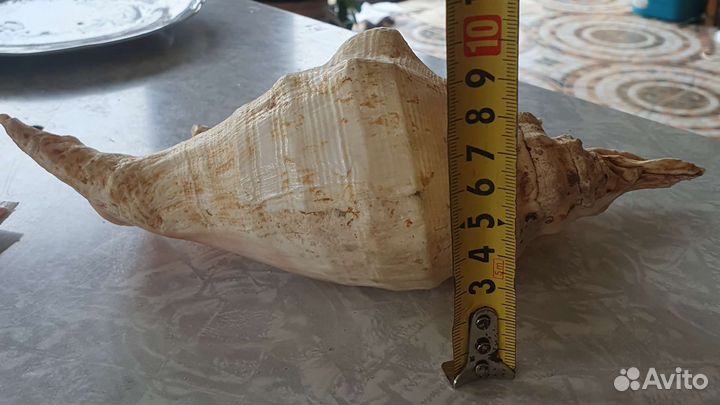 Большие морсие раковины