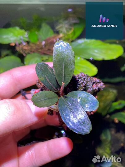 Буцефаландры и анубиасы