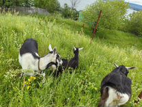 Альпийские дойные козы и козлята