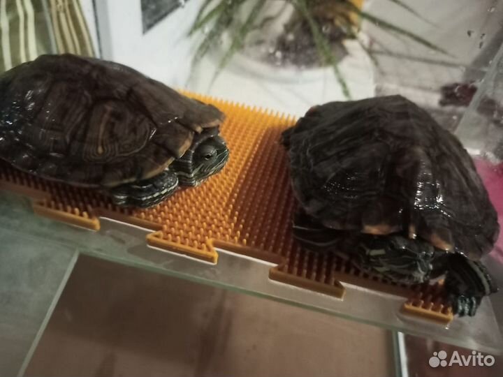 Черепаха