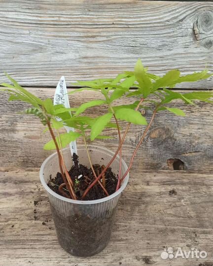 Папоротники -Оноклея, Кочедыжник, Страусник