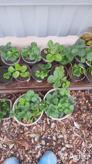 Клубника ремонтантная Виктория