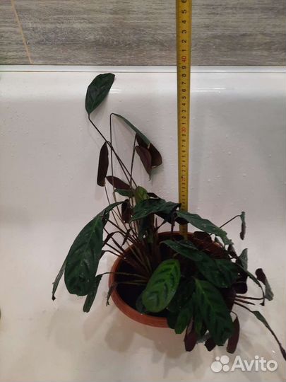 Ктенанта Бурле-Макси