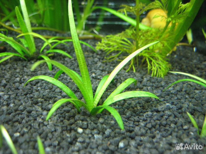 Нимфея, криптокорина,саггитария, хелена, теодоксус