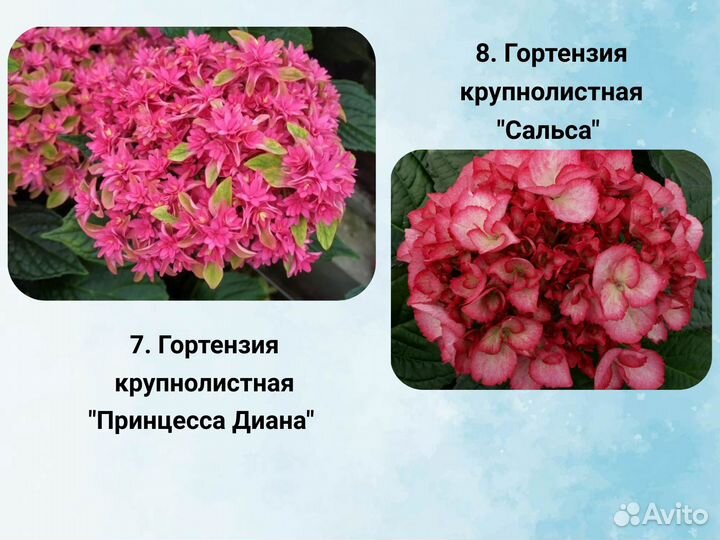 Саженцы крупнолистной гортензии