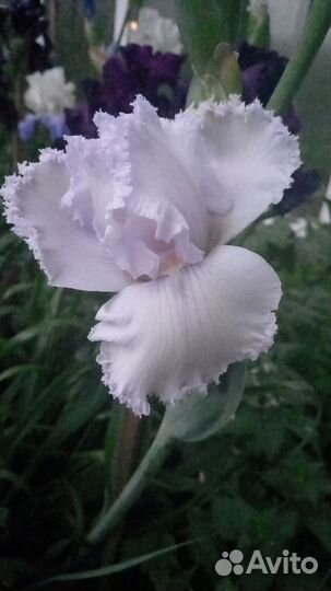 Ирисы сортовые