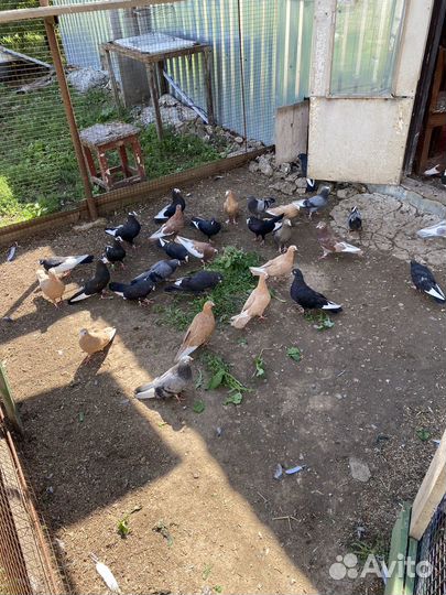 Продажа курских голубей