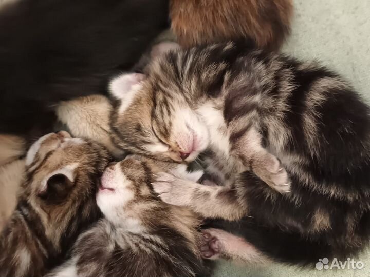 Котята в добрые руки