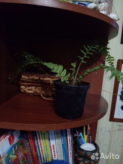 Цветы женское счастье и нефролептс