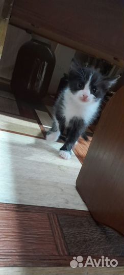 Котята бесплатно