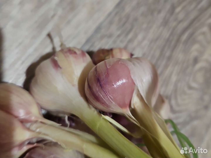 Озимый чеснок