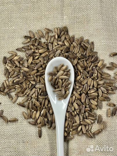 Расторопша / Семена расторопши