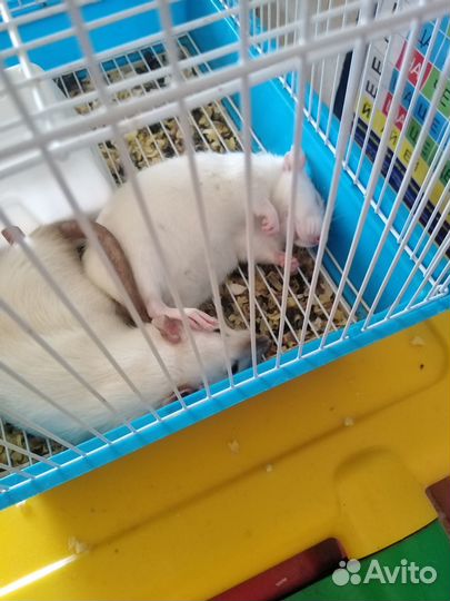 Крыски в добрые руки