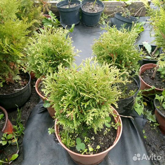 Саженцы хвойных растений