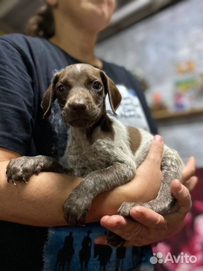 Маленький щенок Курцхаара