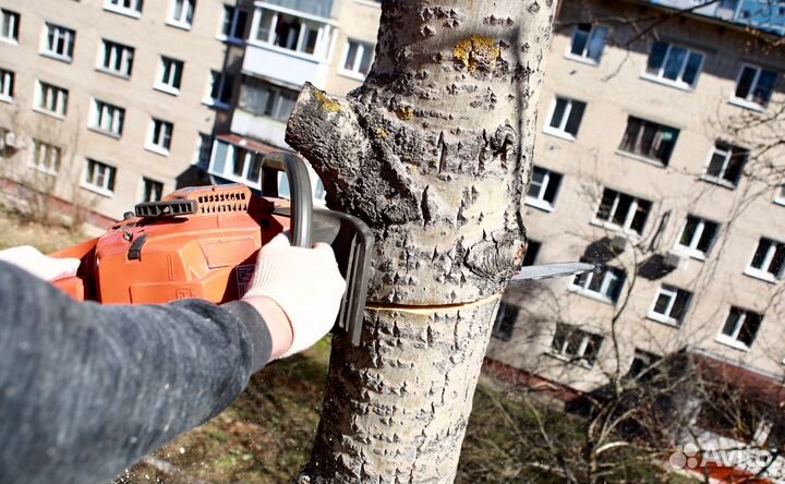 Спил деревьев (кронирование), иные высотные работы
