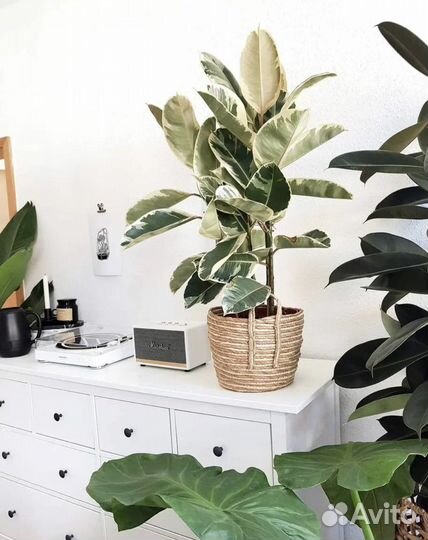 Растения для офиса, дома. Уход