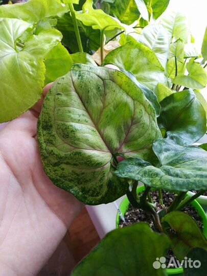 Сингониумы сортовые