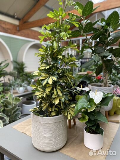 Шефлера далтон