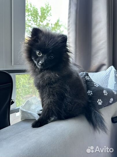 Вязка кобель шпиц