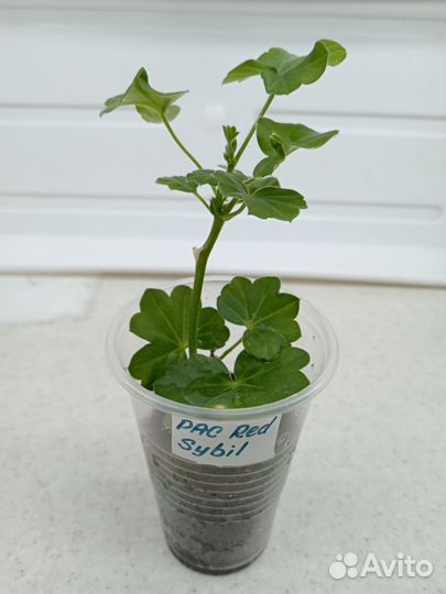 Пеларгония герань плющелистная